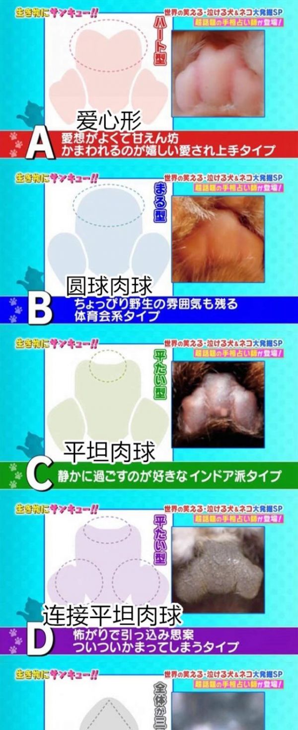 养宠小知识猫咪性格也可以后天培养，这几个时期是关键