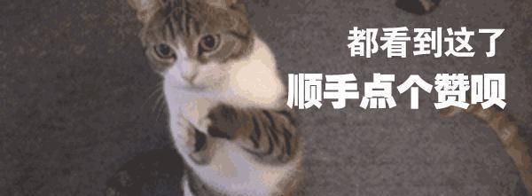养宠小知识猫咪性格也可以后天培养，这几个时期是关键