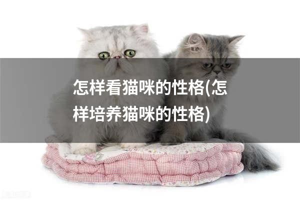 怎样看猫咪的性格(怎样培养猫咪的性格)