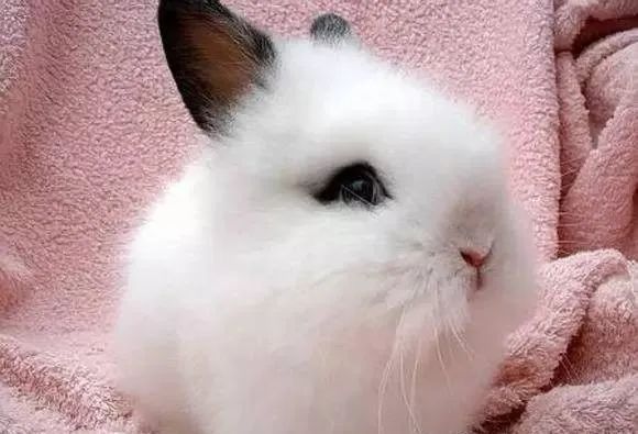 世界十大最值钱的兔子品种