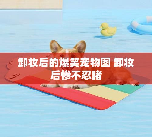 卸妆后的爆笑宠物图 卸妆后惨不忍睹