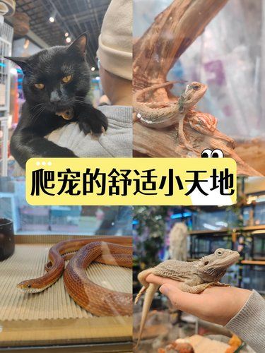 胆小鬼慎进[闭嘴]爬宠的舒适小天地[强]