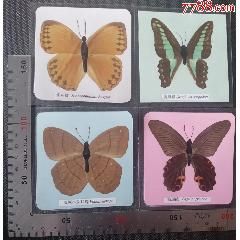 早期塑封《蝴蝶》标本（七），（箭环蝶、灰翅串珠环蝶、青凤蝶、蓝凤蝶）