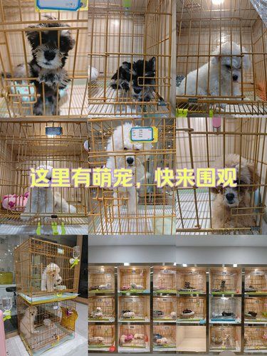 这里有萌宠，快来围观