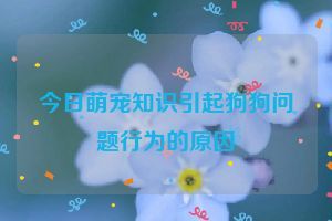 今日萌宠知识引起狗狗问题行为的原因