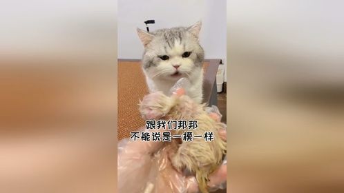 听说一只母猫可以同时怀好几只公猫的孩子？那这种情况怎么办
