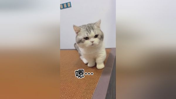 一个“不行”的公猫居然喜当爹了？！