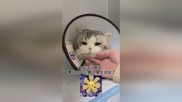 我为什么如此确定我家猫“不行”？这是一段心酸又好笑的故事
