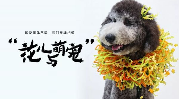 萌宠乐园客服电话，您的宠物伴侣和问题解决专家