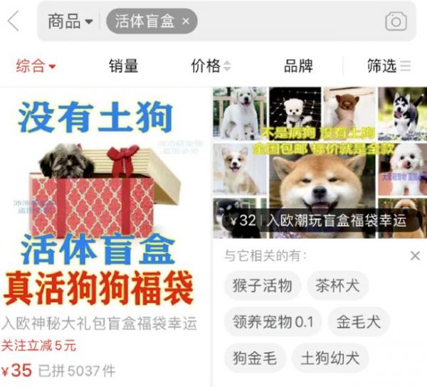 萌宠乐园客服电话，您的宠物伴侣和问题解决专家