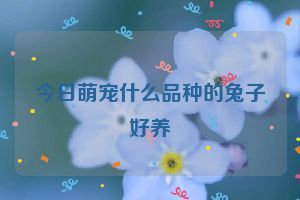 今日萌宠什么品种的兔子好养