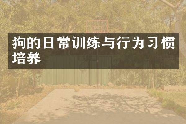 狗的日常训练与行为习惯培养