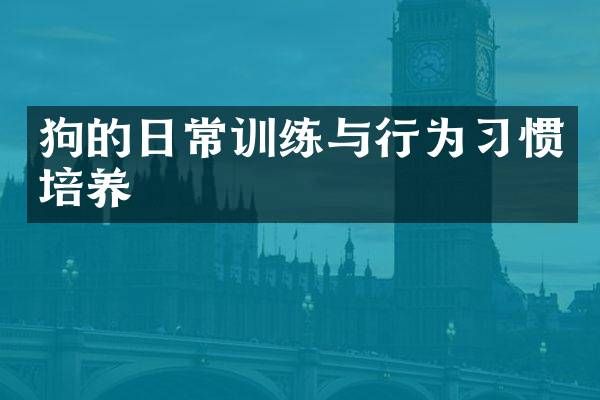 狗的日常训练与行为习惯培养