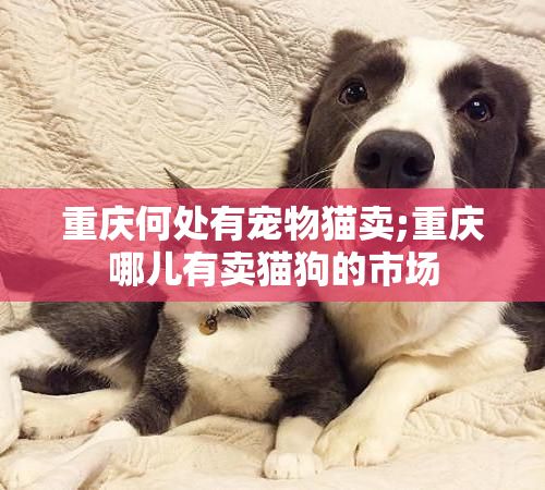 重庆何处有宠物猫卖;重庆哪儿有卖猫狗的市场