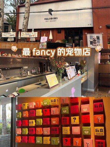 提供刷牙服务的五星豪华宠物店