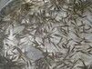 武汉洪山区鲈鱼苗价格多少钱一斤