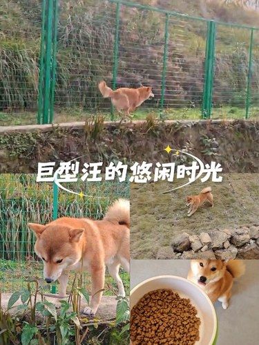 狗狗的快乐 - 打卡玉峰山这家宠物寄养