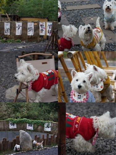 重庆周边遛狗！！狗欢快人也快乐！！