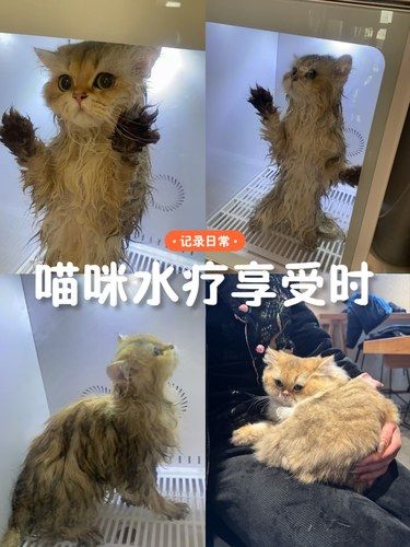过年啦！快带你家主子来猫界“普拉达”洗香香！