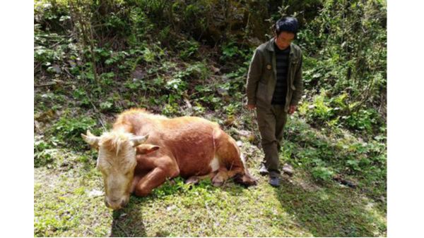 小牛看家浅谈：牛子宫内膜炎的症状和治疗措施