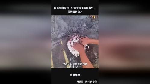 魔鬼鱼妈妈为了让腹中孩子顺利出生，居然牺牲自己