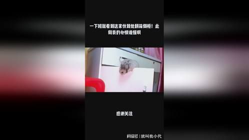 一下班就看到这家伙到处翻箱倒柜！此刻我的心情谁懂啊