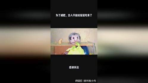 为了减肥，主人只能给鼠鼠吃素了