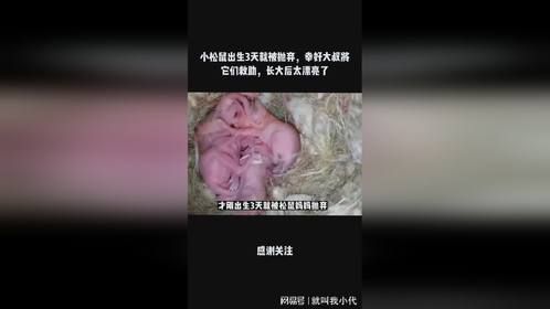 小松鼠出生3天就被抛弃，幸好大叔将它们救助，长大后太漂亮了