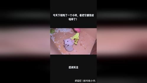 今天下班晚了一个小时，看把它都饿成啥样了！