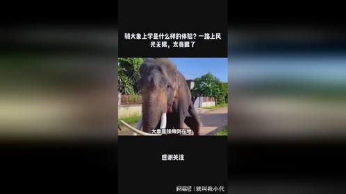 骑大象上学是什么样的体验？一路上风光无限，太亮眼了