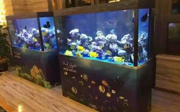养乌龟很邪门 养乌龟有什么忌讳