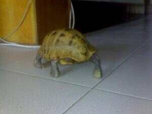 （图）象 龟