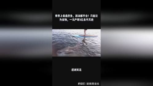 世界上最蠢鱼，游泳都不会只能沦为食物，一次产卵3亿永不灭绝