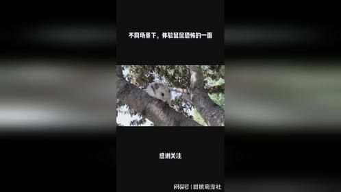 不同场景下，体验鼠鼠恐怖一面
