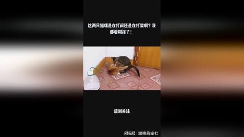 这两只猫咪是在打闹还是在打架啊？我都看糊涂