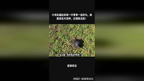 小哥在路边发现一只奄奄一息的鸟，救回家后大变样，过程很治愈！