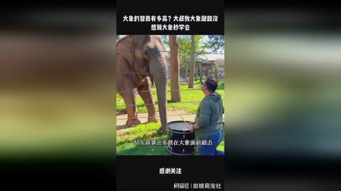 大象的智商有多高？大叔教大象敲鼓没想到大象秒学会