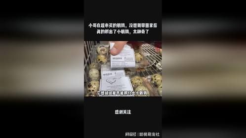 小哥在超市买的鹌鹑，没想到带回家后真的孵出了小鹌鹑，太神奇了