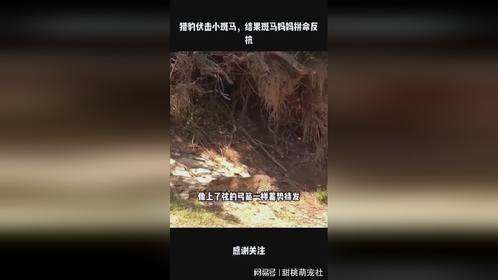 猎豹伏击小斑马，结果斑马妈妈拼命反抗