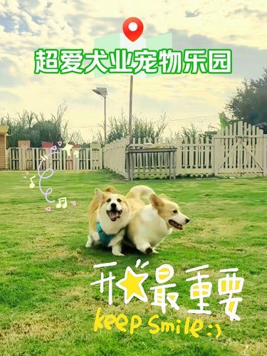 番禺遛狗好去处，一个个毛孩子玩到不想回家