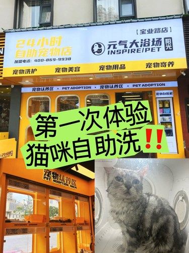 猫咪洗澡新体验：自助洗猫馆大揭秘‼️