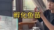 鱼苗终于孵化出来啦 #养鱼日记 #观赏鱼 #水族 #观背青鳉