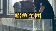 食人鱼的近亲#养鱼日记 #水族 #养龟日常 #观赏鱼