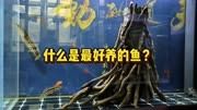 什么是最好养的观赏鱼？