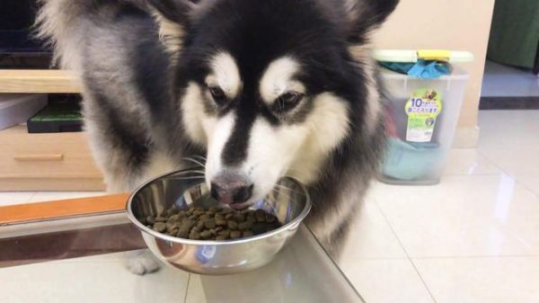 狗狗饮食有规律！想要正确健康饮食，这些技巧要知道！