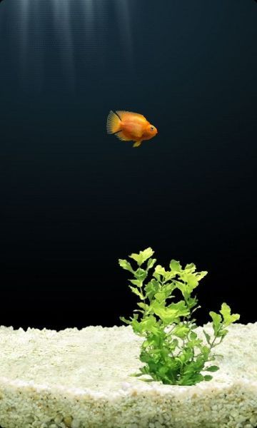 模拟水族馆汉化破解版 v2.11 安卓版 3