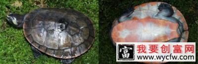 观赏龟养护之圆澳龟