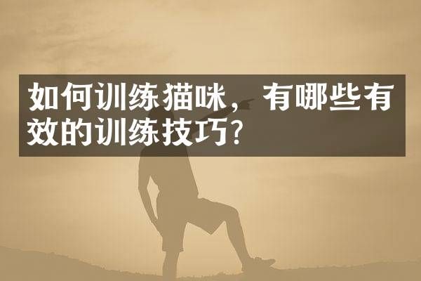 如何训练猫咪，有哪些有效的训练技巧？