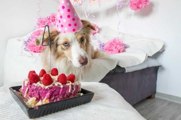 为狗生日准备的狗蛋糕