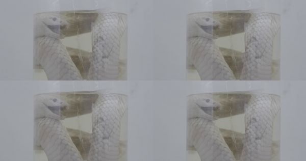 蛇类标本